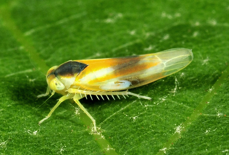 Cicadellidae:  Alebra albostriella